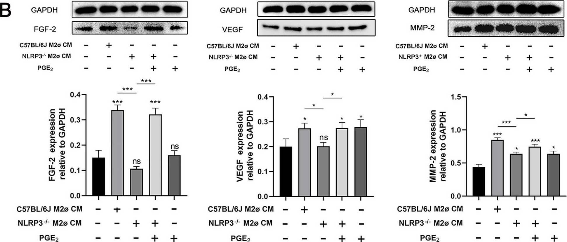 NLRP3 in macrophages affects myofibroblasts activities through PGE2 (A) The protein expression levels of FGF-2, VEGF and MMP-2 in wild-type myofibroblasts treated with wild-type M1ø CM or NLRP3−/− M1ø CM. B The protein expression levels of FGF-2, VEGF and MMP-2 in wild-type myofibroblasts treated with wild-type M2ø CM or NLRP3−/− M2ø CM. Grayscale values were quantified using ImageJ software. Results are expressed as mean +/- SD and analyzed by one-way ANOVA followed by Tukey’s multiple comparisons test (n = 5). Statistical significance is denoted as follows: *P < 0.05, **P < 0.01, ***P < 0.001. ns, not significant Image collected and cropped by CiteAb from the following open publication (//pubmed.ncbi.nlm.nih.gov/39881348), licensed under a CC-BY license. Not internally tested by Novus Biologicals.