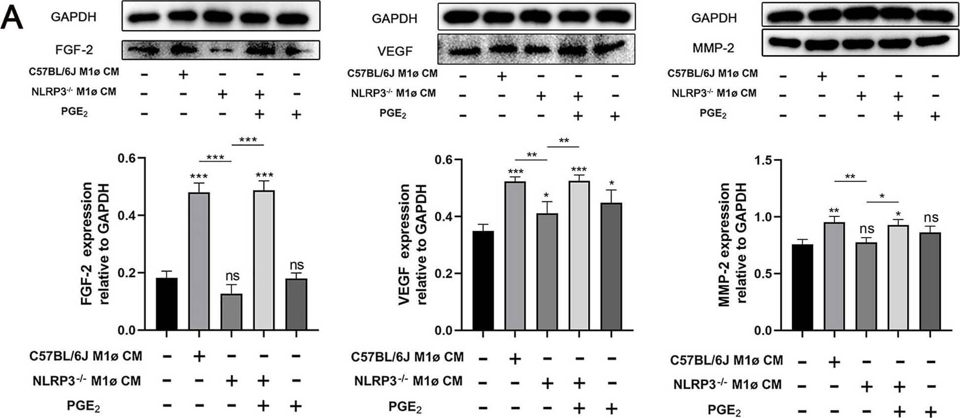 NLRP3 in macrophages affects myofibroblasts activities through PGE2 (A) The protein expression levels of FGF-2, VEGF and MMP-2 in wild-type myofibroblasts treated with wild-type M1ø CM or NLRP3−/− M1ø CM. B The protein expression levels of FGF-2, VEGF and MMP-2 in wild-type myofibroblasts treated with wild-type M2ø CM or NLRP3−/− M2ø CM. Grayscale values were quantified using ImageJ software. Results are expressed as mean +/- SD and analyzed by one-way ANOVA followed by Tukey’s multiple comparisons test (n = 5). Statistical significance is denoted as follows: *P < 0.05, **P < 0.01, ***P < 0.001. ns, not significant Image collected and cropped by CiteAb from the following open publication (//pubmed.ncbi.nlm.nih.gov/39881348), licensed under a CC-BY license. Not internally tested by Novus Biologicals.