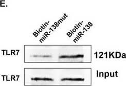 Western Blot: TLR7 Antibody (4G6) - BSA Free [NBP2-27332] - ADEV miR‐138 interacts with murine TLR7 in the endosomes. (A) Representative fluorescence images of mouse primary microglial cells incubated with Exo‐Fect+ADEVs+Cy5‐miR138 or Exo‐Fect+Cy5‐miR138 (without ADEVs) or Exo‐Fect+ADEVs+miR138 (unstained) for 30 min followed by immunostaining of (A) an early endosome marker (EEA1, Green) & (B) TLR7 (Green). Exo‐fect+ADEVs+Cy5‐miR138, Cy5‐miR138 were loaded into ADEVs using by Exo‐Fect transfection kit; Exo‐fect+Cy5‐miR138, Cy5‐miR138 were loaded using by Exo‐Fect transfection kit (without ADEVs); Exo‐fect+ADEVs+miR138, unstained miR138 were loaded into ADEVs using Exo‐Fect transfection kit; Bars, 50 μm (n = 3). (C) TLR7 was immunoprecipitated from BV2 cells by IgG / TLR7 / LAMP1 antibody, followed by assessment of miR138 / U6 expression by real‐time PCR. One‐way ANOVA followed by Bonferroni's post hoc test was used to determine the statistical significance among multiple groups (n = 3). (D) TLR7 was immunoprecipitated from HEK‐Null / HEK‐TLR7 cells by IgG/TLR7 antibody, followed by assessment of miR138 expression by real‐time PCR. One‐way ANOVA followed by Bonferroni's post hoc test was used to determine the statistical significance among multiple groups (n = 3). (E) The protein of TLR7 were pull down by miR‐138‐biotin / miR‐mut‐138‐biotin with Streptavidin agarose beads in BV2 cells. All data are presented as mean ± SD or SEM of three individual experiments. *,P < 0.05; **,P < 0.01; ***,P < 0.001 versus control group. Image collected & cropped by CiteAb from the following publication (//pubmed.ncbi.nlm.nih.gov/33304479), licensed under a CC-BY license. Not internally tested by Novus Biologicals.