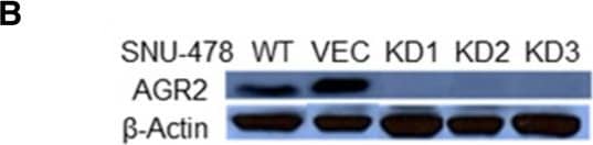 Knockdown Validated AG-2/AGR2 Antibody - BSA Free