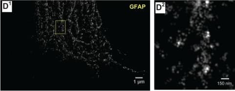 Immunocytochemistry/ Immunofluorescence: GFAP Antibody (GA-5) [NBP2-29415] - Advancing super‐resolution microscopy for astroglial research. (A) STED images showing CA1 stratum radiatum astrocytic processes (green, whole‐cell loading with Alexa Fluor 488) adjacent to synaptic structures in organotypic slices (red; Thy1‐YFP; dendritic spines, arrows) at lower (A1) & higher (A2, area indicted by square in A1) magnification; asterisk, O‐ring structures indicating tentative cell process envelopes; adapted from (Panatier et al., 2014). (B) STED image of P2Y1 receptors (red) along a multi‐branched astrocytic process (glutamine synthase, grey) in the adult mouse hippocampus. Adapted from (Volterra et al., 2014). (C) STORM imaging of pre‐ (Bassoon; red) & postsynaptic (Homer1; green) scaffolding proteins in the mouse main olfactory bulb glomeruli imaged using conventional fluorescence imaging (C1) & STORM (C2); adapted from (Dani et al., 2010). (D, E) dSTORM images of cultured (14 DIV) mixed glial cells from rat hippocampus (ProLong Diamond in Zeiss Elyra PS.1 microscope; Fiji Plugin ThunderSTORM, 3,000 frames); unpublished data by J. Heller. (D) GFAP stained with monoclonal antibody (Novus, GA5, secondary Alexa Fluor 488 donkey anti‐mouse antibody, Life Technologies) shown at lower (D1) & higher (D2, fragment indicated in D1) magnification. (E) GLT‐1 (polyclonal, Millipore) visualized with Alexa Fluor 568 goat anti‐guinea pig antibody (Life Technologies) shown at lower (E1) & higher (E2, fragment indicated in E1) magnification. Note that the cells were permeabilized, & therefore GLT‐1 was stained throughout cellular compartments. Image collected & cropped by CiteAb from the following publication (//pubmed.ncbi.nlm.nih.gov/25782611), licensed under a CC-BY license. Not internally tested by Novus Biologicals.