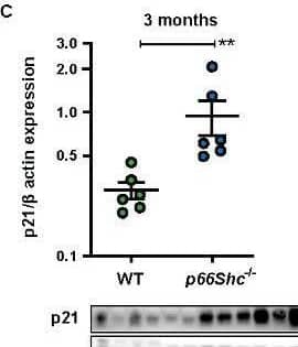 Western Blot p21/CIP1/CDKN1A Antibody (WA-1)