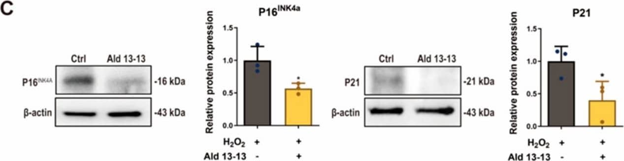 Western Blot p21/CIP1/CDKN1A Antibody (WA-1)
