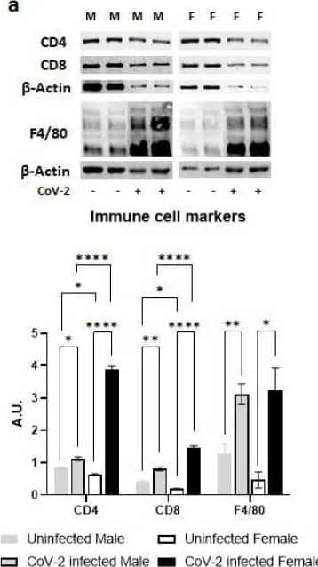 Western Blot CD8 Antibody