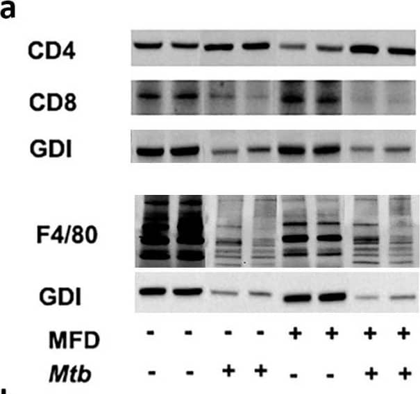 Western Blot CD8 Antibody