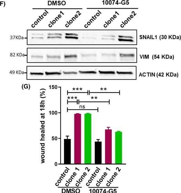 microRNA‐196a (miR‐196a) induces epithelial‐to‐mesenchymal transition (EMT) and cell motility via c‐MYC protein accumulation. (A) c‐MYC mRNA levels in control cells and OE33 miR‐196a overexpressing clones. (B) Western blot of c‐MYC protein in control cells and OE33 miR‐196a overexpressing clones. (C) VCP mRNA levels in control cells and OE33 miR‐196a overexpressing clones. (D) Luciferase reporter assay in control and miR‐196a overexpressing OE33 clones. Wild type (wt) 3′ untranslated region of VCP mRNA (vcp mRNA 3′ UTR) or deletion of putative mir‐196a binding sequences ( delta 196a) were cloned downstream of the luciferase (luc) gene. Luciferase constructs were then transfected in control cells or OE33 miR‐196a overexpressing clones, and luciferase activity was quantified using the Dual‐Glo Luciferase Assay System after 48 h. (E) Reversal of the mesenchymal phenotype of OE33 miR‐196a overexpressing clones after inhibition of c‐MYC activity. Cells were plated in six well plates and treated with 50 μm of 10 074‐G5 or DMSO as control for 18 h. Scale bar, 100 μm. (F) Western blot of SNAIL1 and VIMENTIN protein levels in control cells or OE33 miR‐196a overexpressing clones, and TERT mRNA levels in control cells and OE33 miR‐196a overexpressing clones upon c‐MYC inhibition (H). Cells were plated in six well plates and treated with 50 μm of 10 074‐G5 or DMSO as control for 18 h. Data are mean + standard error of the mean of three independent experiments. **P < 0.01 and ***P < 0.001 for analysis of variance (ANOVA), plus Bonferroni post‐test. ns, not significant. Image collected and cropped by CiteAb from the following open publication (//pubmed.ncbi.nlm.nih.gov/40955778), licensed under a CC-BY license. Not internally tested by Novus Biologicals.