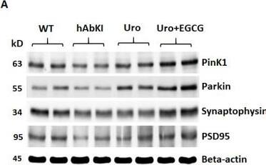 Immunoblotting analysis of mitochondrial mitophagy and synaptic proteins. (A) Representative immunoblots for untreated and hAbKI mice and treated hAbKI Urolithin A and EGCG. (B) Quantitative-densitometry analysis of PINK1, Parkin, synaptophysin and PSD95, which shows significant reduction in the hAbKI mice compared to the treated hAbKI mice Urolithin A and EGCG. Image collected and cropped by CiteAb from the following open publication (//pubmed.ncbi.nlm.nih.gov/36078067), licensed under a CC-BY license. Not internally tested by Novus Biologicals.
