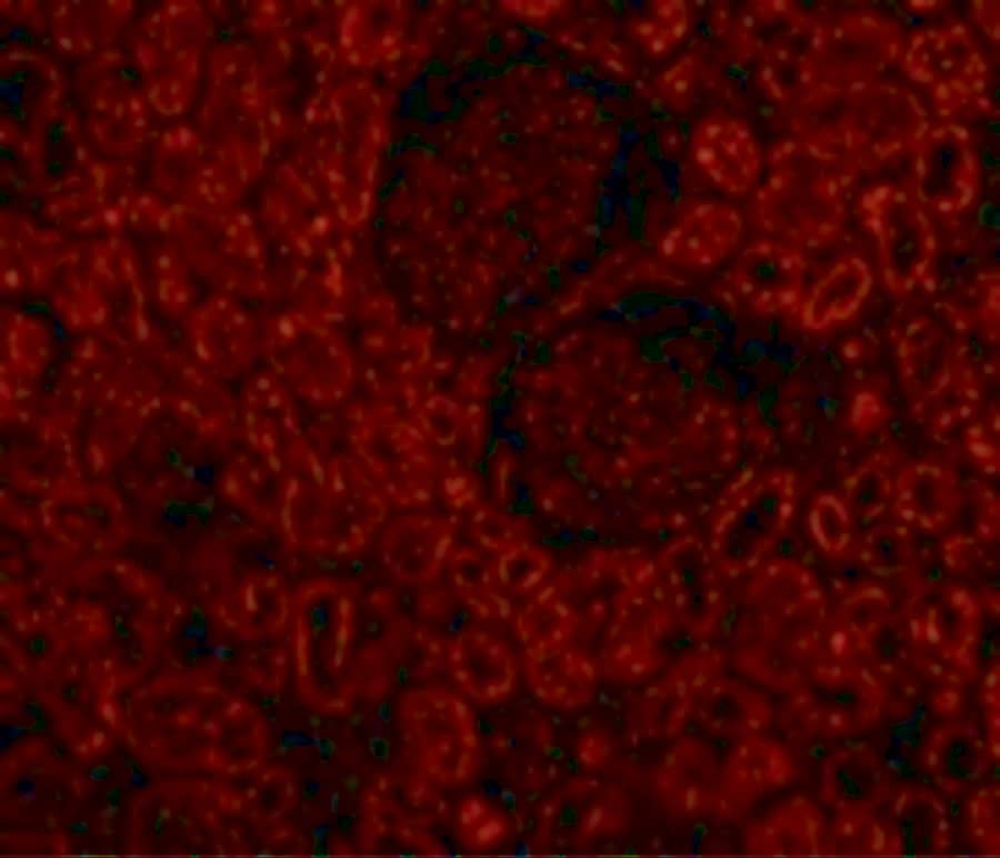 Immunocytochemistry/ Immunofluorescence: Bcl-2 Antibody - BSA Free [NBP2-30108] - Validation of Bcl-2 in Human Kidney Cells. Immunofluorescent analysis of 4% paraformaldehyde-fixed Human Kidney Cells labeling Bcl-2 with  at 10 ug/mL, followed by goat anti-rabbit IgG secondary antibody at 1/500 dilution (red). 