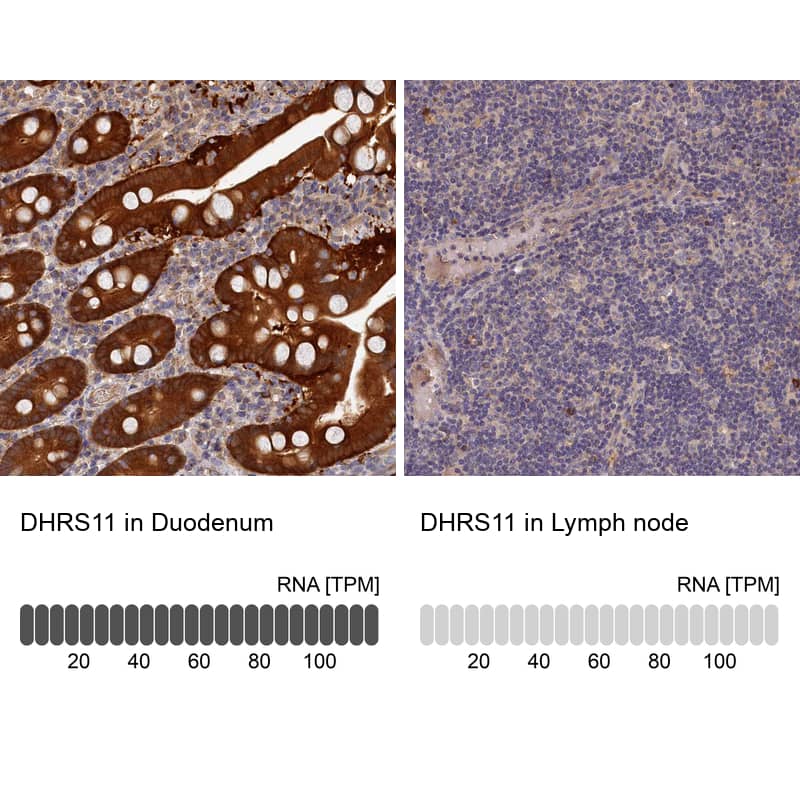 Immunohistochemistry-Paraffin MGC4172 Antibody - BSA Free