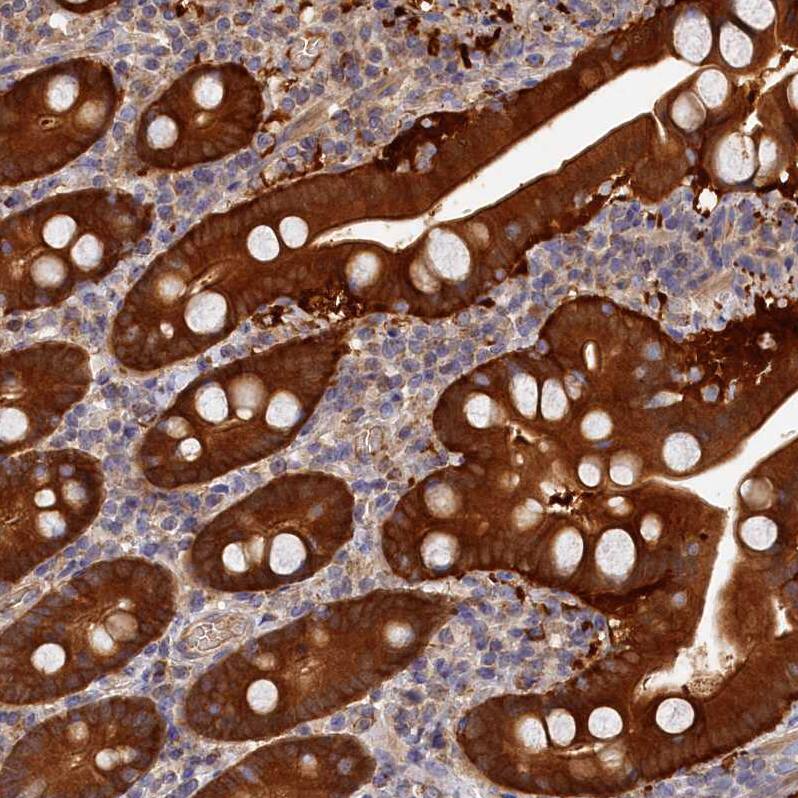 Staining of human duodenum shows strong cytoplasmic positivity in glandular cells.