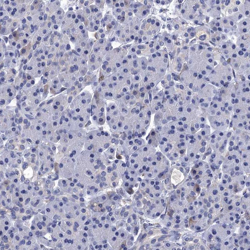 Staining of human pancreas shows low positivity in exocrine glandular cells as expected.