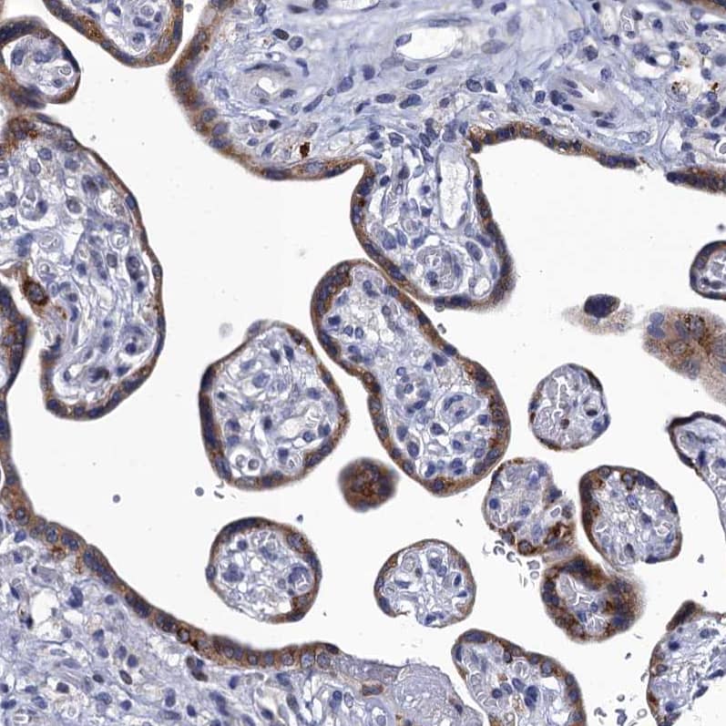 Staining of human placenta shows moderate cytoplasmic positivity in glandular cells.
