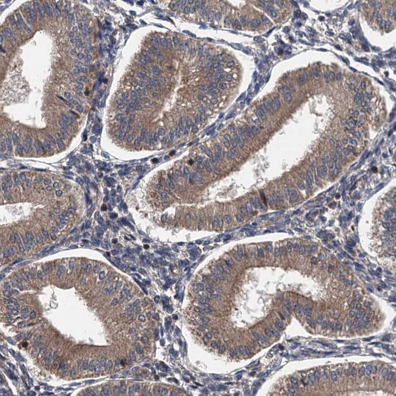 Staining of human endometrium shows moderate cytoplasmic positivity in glandular cells.