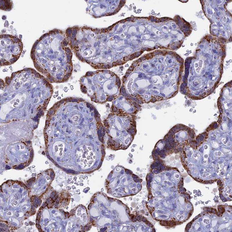 Staining of human placenta shows strong granular cytoplasmic positivity in trophoblastic cells.
