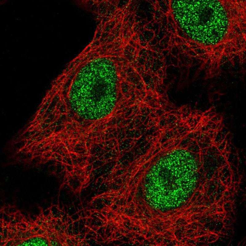 Staining in A549 cell line with Anti-HNF1B monoclonal antibody, showing spotty nuclear (without nucleoli) staining in green. Microtubule probes are visualized in red (where available).