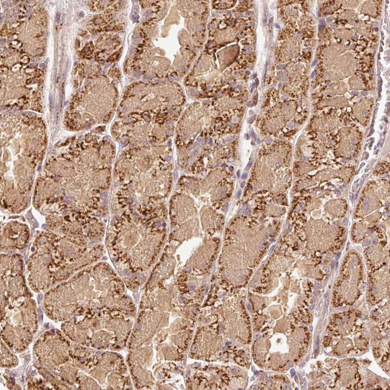 Staining of human stomach shows strong granular cytoplasmic positivity in glandular cells.