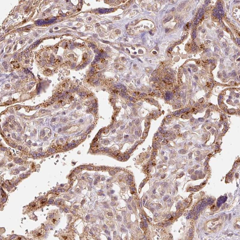 Staining of human placenta shows moderate granular cytoplasmic positivity in trophoblastic cells.