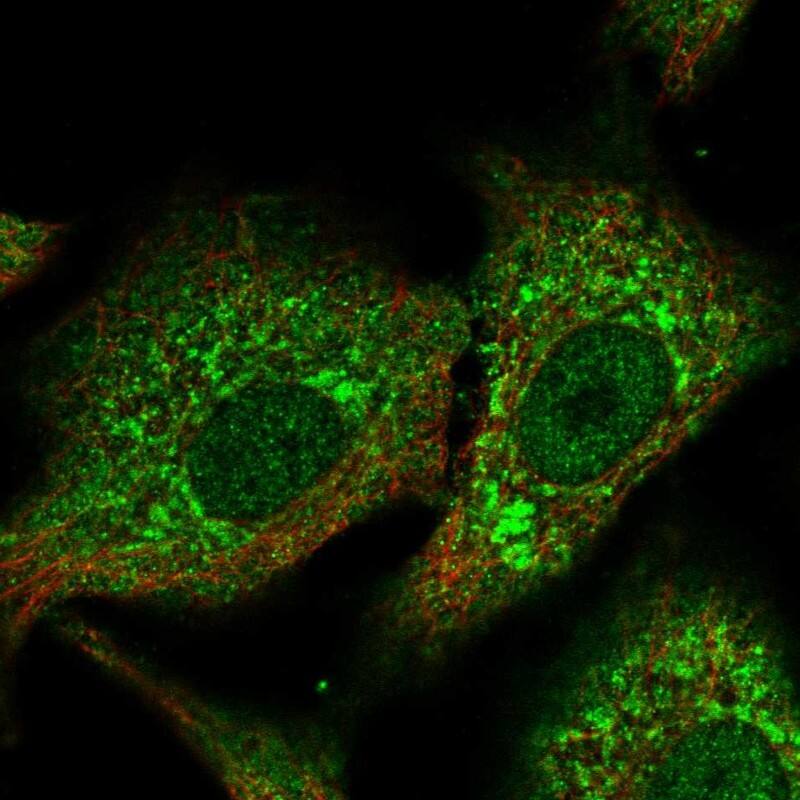 Immunocytochemistry/ Immunofluorescence CPNE2 Antibody - BSA Free
