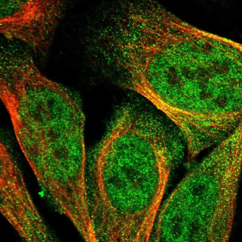 Staining of human cell line U-2 OS shows localization to nucleoplasm & cytosol.