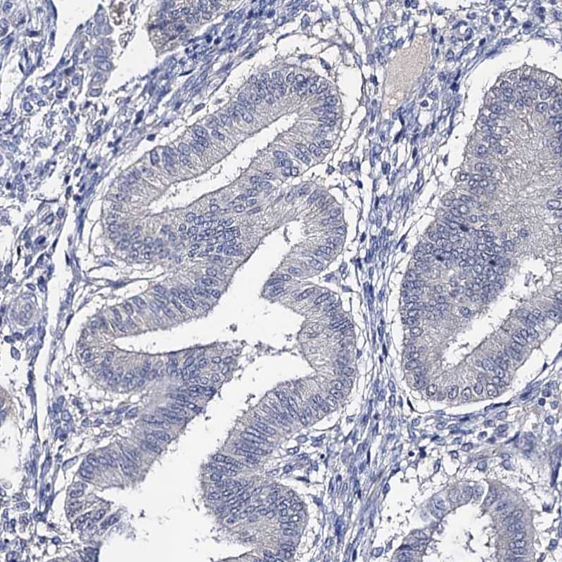 Staining of human endometrium shows no cytoplasmic positivity in glandular cells as expected.