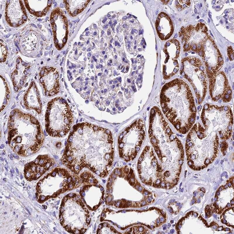 Staining of human kidney shows strong cytoplasmic positivity, with a granular pattern in cells in tubules.