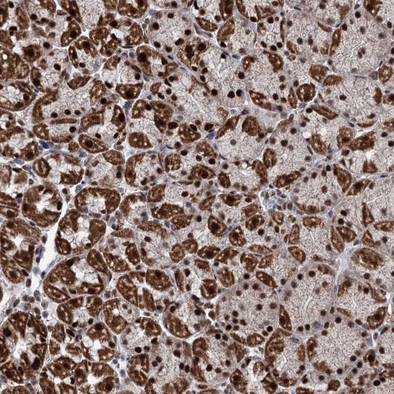 Staining of human stomach, lower shows strong nuclear and granular cytoplasmic positivity in glandular cells.