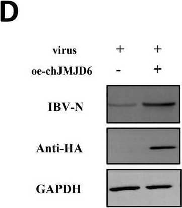 Investigating the regulatory function of chJMJD6 in IBV infection.A Quantitative analysis of chJMJD6 overexpression vector efficiency using indirect immunofluorescence. B Changes of chJMJD6 protein expression at different time points of IBV infection. C Time-course analysis of IBV replication upon chJMJD6 overexpression. D Protein expression analysis of IBV N protein following 36 h post-chJMJD6 overexpression. E The change in TCID50 of HD11 supernatant after infection with IBV following overexpression of chJMJD6; F–G Identification of critical chJMJ6 interference points through targeted siRNA interference screens; H Monitoring the effect of siRNA-mediated reduction of chJMJD6 expression on IBV-N mRNA levels at different time points post-infection. I Protein level assessment of IBV N by 36 hpi in siRNA-chJMJD6 knockdown samples. J The change in TCID50 of HD11 supernatant after infection with IBV following knockdown of chJMJD6 with siRNA. Image collected and cropped by CiteAb from the following open publication (//pubmed.ncbi.nlm.nih.gov/39501382), licensed under a CC-BY license. Not internally tested by Novus Biologicals.