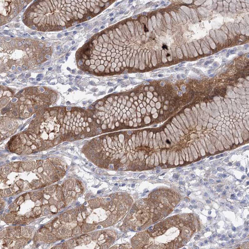 Staining of human stomach shows strong cytoplasmic positivity in glandular cells.