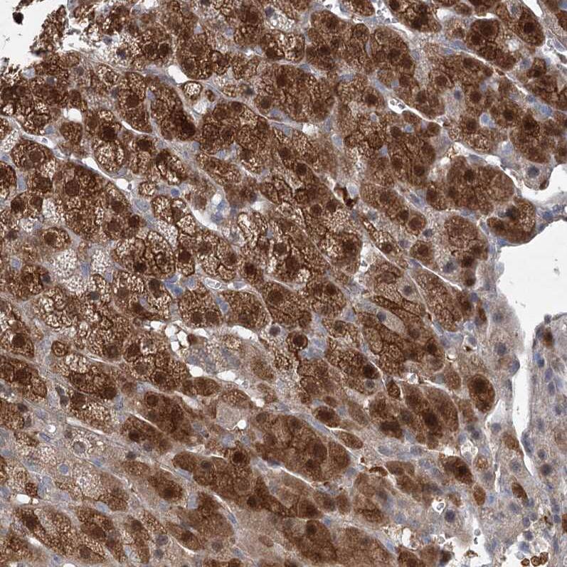 Staining of human adrenal gland shows strong cytoplasmic positivity in glandular cells.