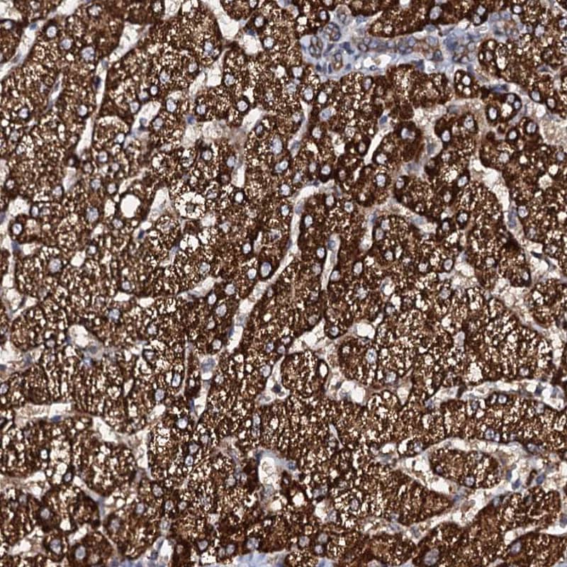 Immunohistochemistry-Paraffin Glucuronic Acid Epimerase Antibody - BSA Free