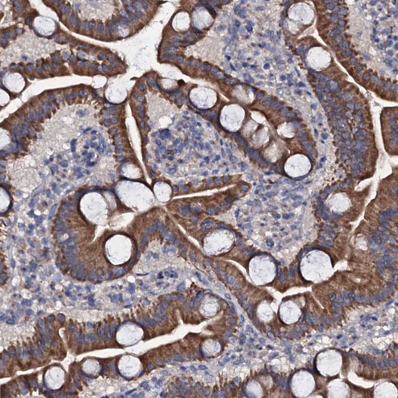 Staining of human duodenum shows strong cytoplasmic positivity in glandular cells.