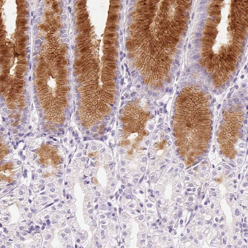 Staining of human stomach shows moderate positivity in mucus in glandular cells.