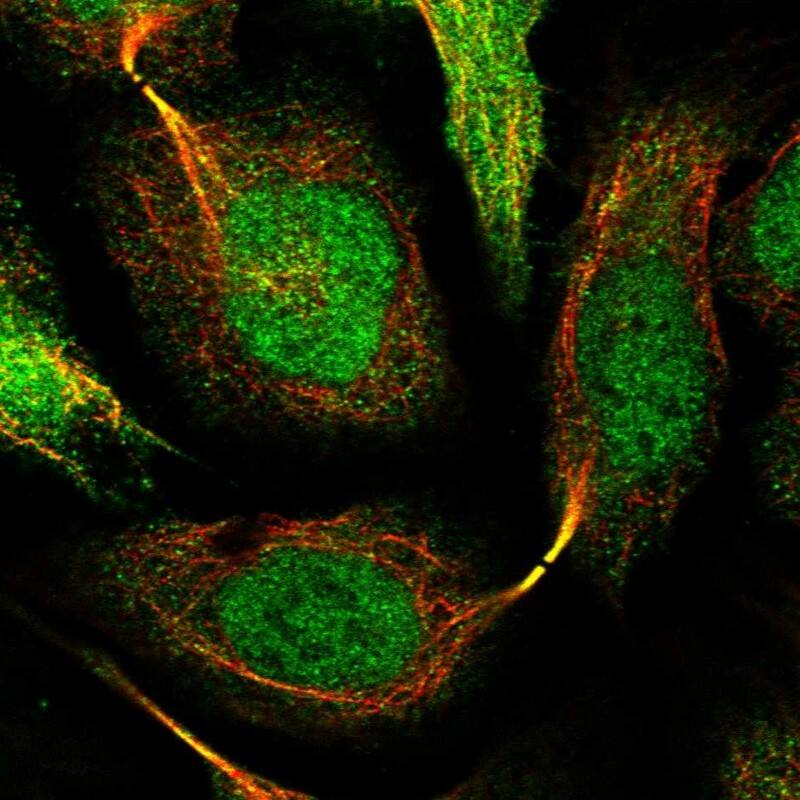 Staining of human cell line U-2 OS shows localization to nucleoplasm, cytosol & cytokinetic bridge.