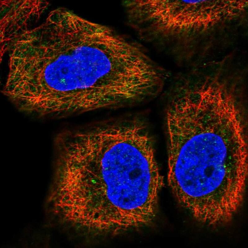 Immunocytochemistry/ Immunofluorescence CEP170B Antibody - BSA Free