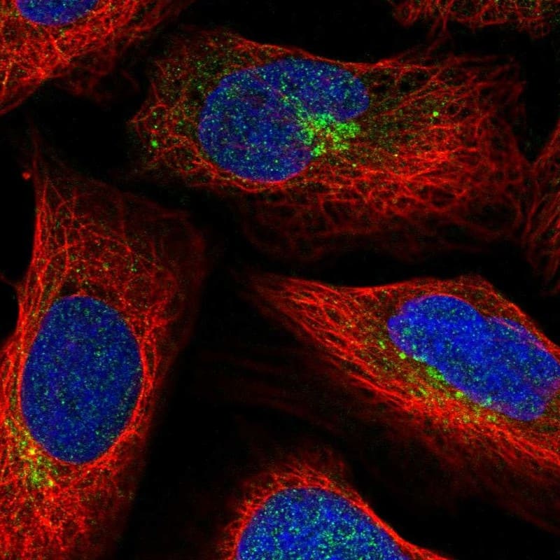 Staining of human cell line U-2 OS shows localization to the Golgi apparatus.
