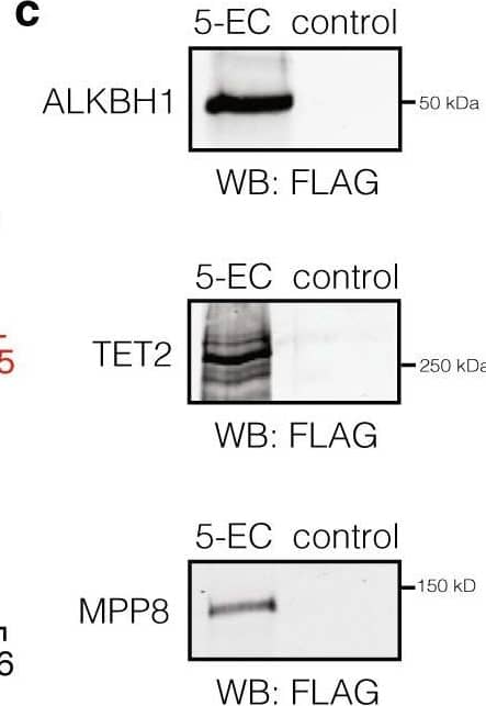 Western Blot TET2 Antibody - BSA Free