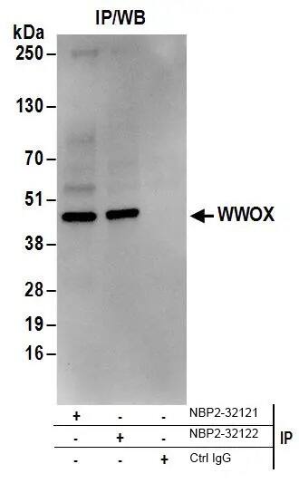 Western Blot: WWOX Antibody [NBP2-32122] - Whole cell lysate (1 mg for IP; 20% of IP loaded) from Jurkat cells.  Antibodies:  Affinity purified rabbit anti-WWOX antibody NBP2-32122 used for IP at 6 ug/mg lysate.  WWOX was also immunoprecipitated by rabbit anti-WWOX antibody.  For blotting immunoprecipitated WWOX, NBP2-32122 was used at 0.4 ug/ml.  Detection: Chemiluminescence with an exposure time of 10 seconds.