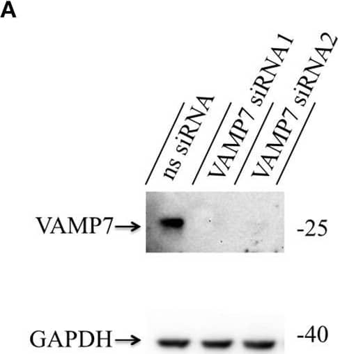 Western Blot: VAMP-7 Antibody [NBP2-32232] - Knockdown of VAMP7 strongly reduces fusion of cytotoxic granules at the IS. (A) Lysates from bead stimulated human CD8+ T cells transfected with either control or VAMP7 siRNAs (1 or 2, respectively) & blotted for VAMP7 (top) & GAPDH (bottom) as loading control. (B) Quantification of VAMP7 protein expression (in % normalized to control siRNA-treated CTLs) performed by densitometry. Bars indicate SEMs. [VAMP7-siRNA1, N = 3; ***p < 0.001 & VAMP7-siRNA2, N = 3; ***p < 0.001 (t-test)]. (C) Human CD8+ T cells co-transfected with granzyme B-mCherry along with either ns-siRNA or VAMP7-siRNA1 or VAMP7-siRNA2 & imaged 12 h after transfection. Selected live-cell TIRF microscopy images of granzyme B-mCherry in a transfected CTL in contact with an anti-CD3 coated coverslip. Fusion events are indicated with open circles (three frames shown per granule fused). (D) Mean percentage of cytotoxic granule fusion in cells transfected with either ns-siRNA (n = 66 & n = 59, respectively) or VAMP7-siRNA1 [n = 91; **p < 0.01 (t-test)] or VAMP7-siRNA2 [n = 72; ***p < 0.001 (t-test)]. (E) Mean average number of granules fused over time in the TIRF plane per cell p = 0.206 (t-test) for VAMP7-siRNA1 & **p < 0.01 (t-test) for VAMP7-siRNA2. Bars indicate mean ± SEM. Scale bar, 5 μm. (F) Calcein-based killing assay for CTLs transfected with either ns-siRNA, VAMP7-siRNA1, or VAMP7-siRNA2. Experiments were carried out in duplicate [N = 4; ***p < 0.001 (t-test)]. Image collected & cropped by CiteAb from the following publication (//pubmed.ncbi.nlm.nih.gov/31447853), licensed under a CC-BY license. Not internally tested by Novus Biologicals.