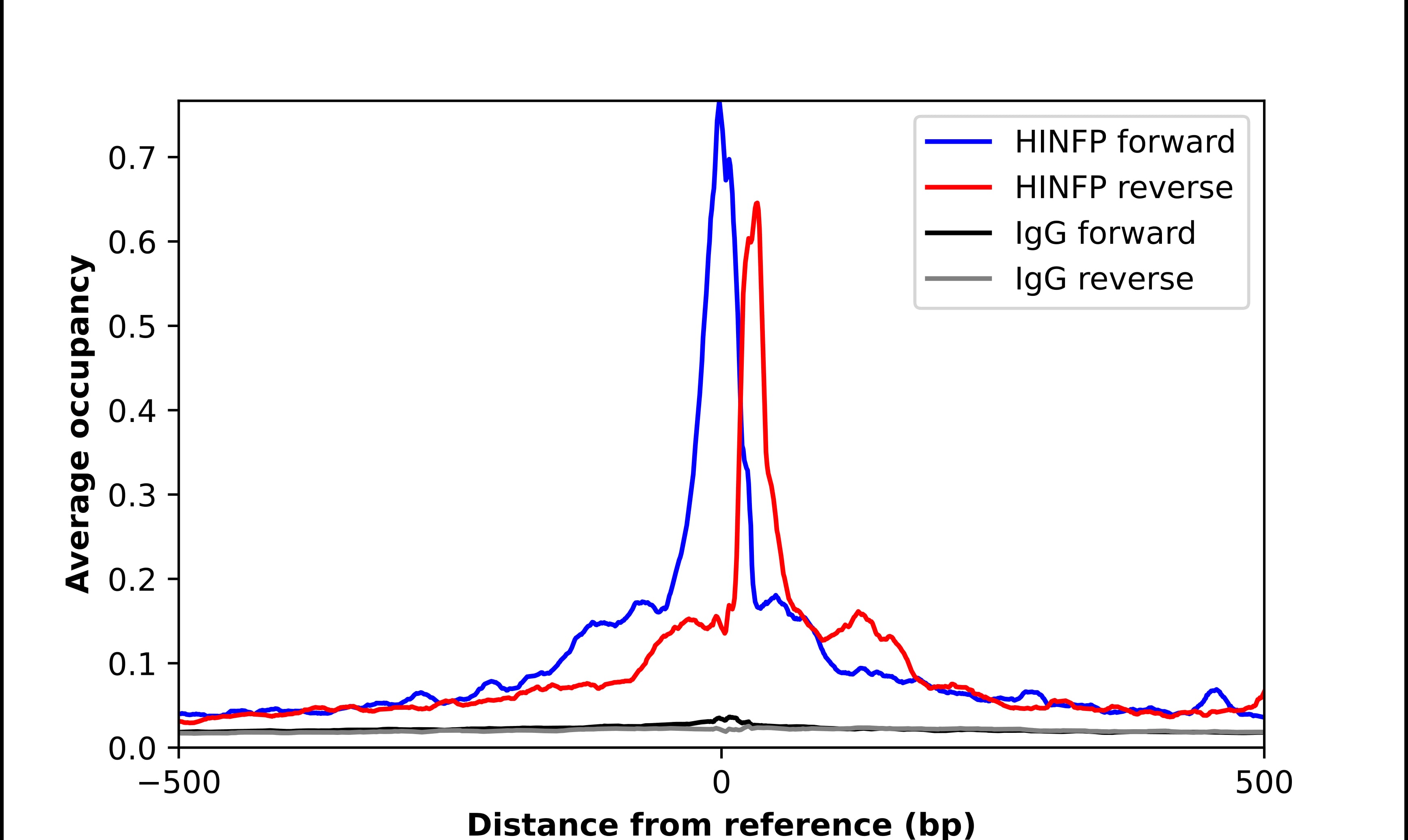 Chromatin Immunoprecipitation HINFP Antibody - BSA Free
