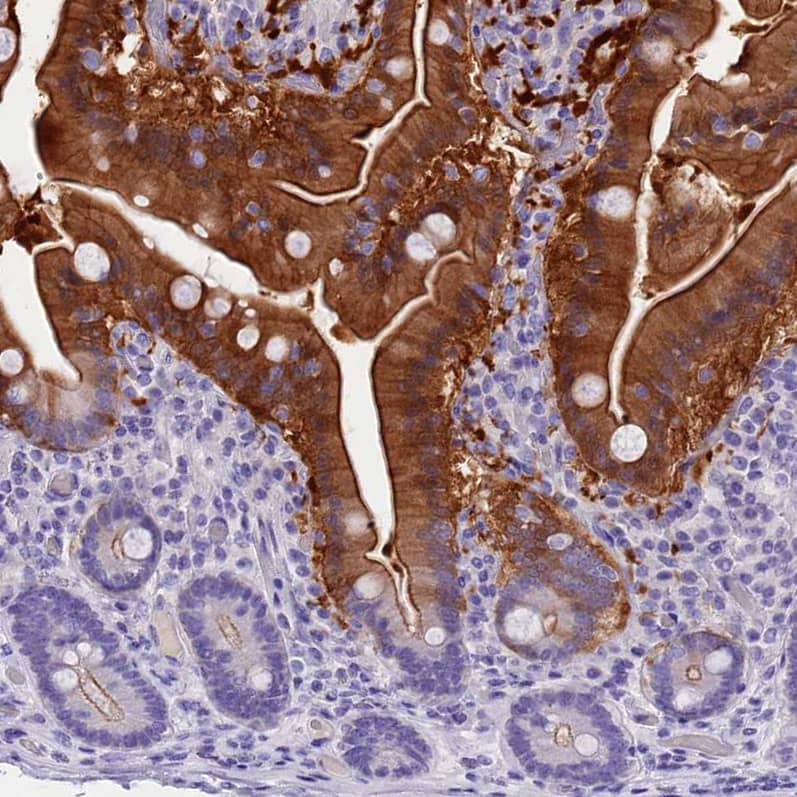 Staining of human duodenum shows strong cytoplasmic positivity in glandular cells.