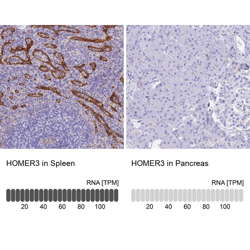 <b>Orthogonal Strategies Validation. </b>Analysis in human spleen and pancreas tissues. Corresponding RNA-seq data are presented for the same tissues.