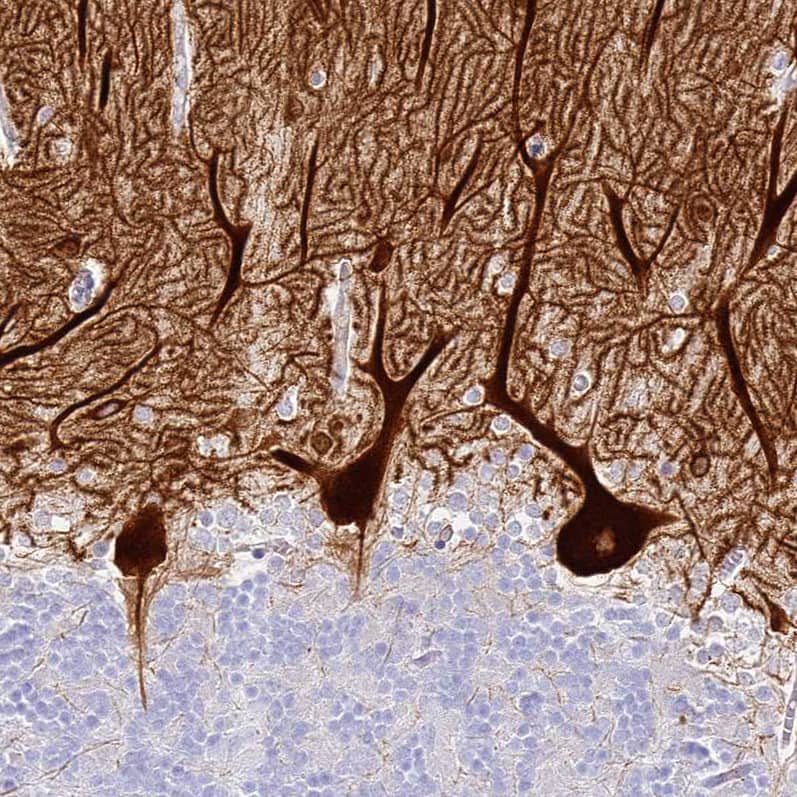 Staining of human cerebellum shows strong cytoplasmic positivity in Purkinje cells.
