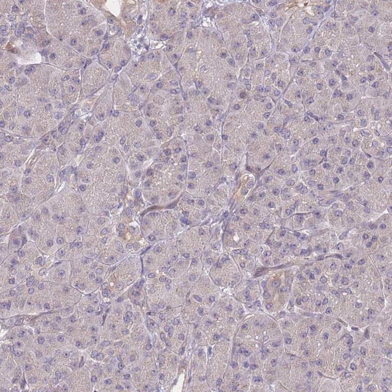 Staining of human pancreas shows low expression as expected.