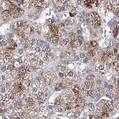 Staining of human adrenal gland.