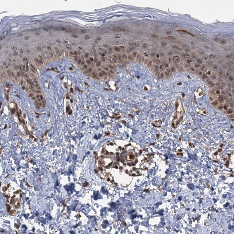 Immunohistochemistry-Paraffin KANSL2 Antibody - BSA Free