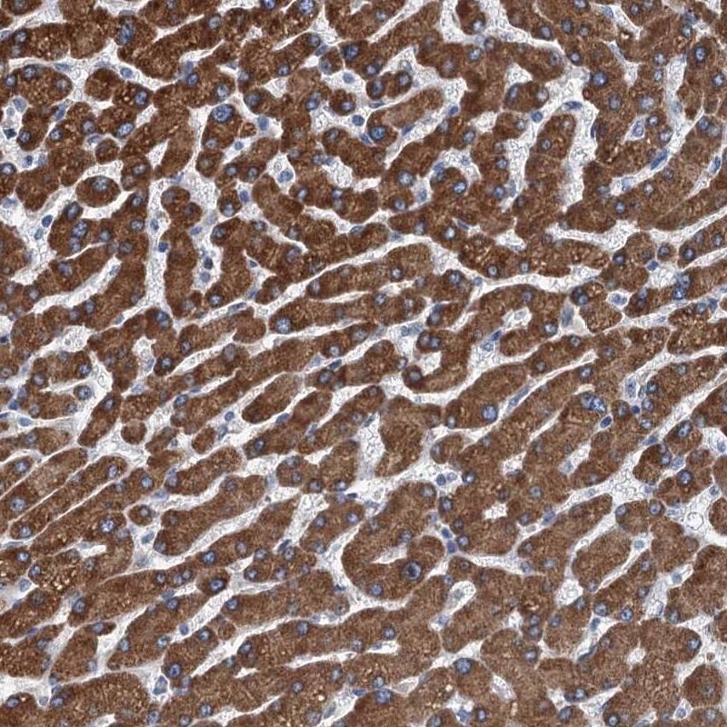 Immunohistochemistry-Paraffin TRPT1 Antibody - BSA Free