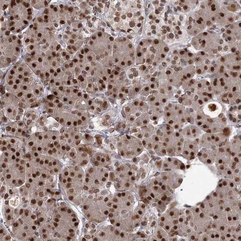 Staining of human pancreas shows strong nuclear positivity in exocrine glandular cells.