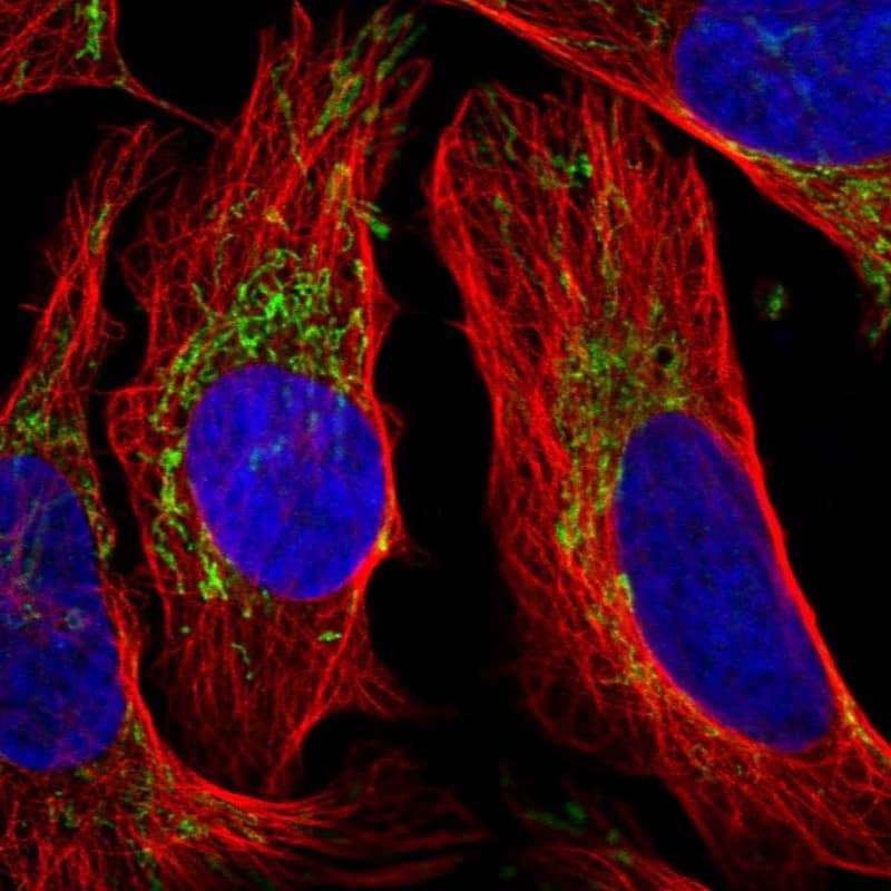 Staining of human cell line U-2 OS shows localization to mitochondria.