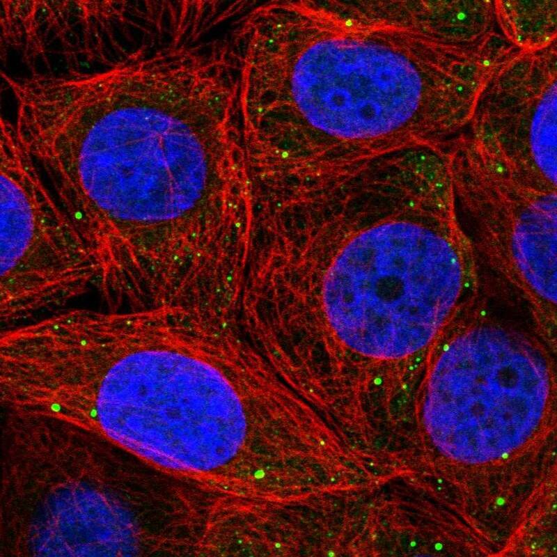 Immunocytochemistry/ Immunofluorescence PSMD6 Antibody - BSA Free