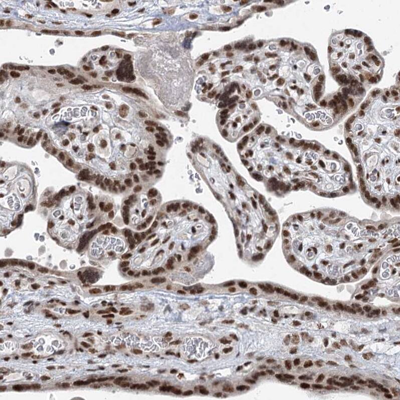 Staining of human placenta shows strong nuclear positivity in trophoblastic cells.